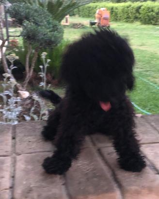 Cucciolo barboncino nano