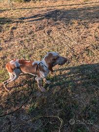 Bracco italiano