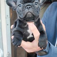 Cuccioli buldog francese