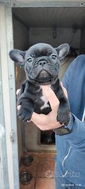 Cuccioli buldog francese
