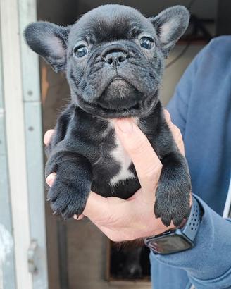 Cuccioli buldog francese