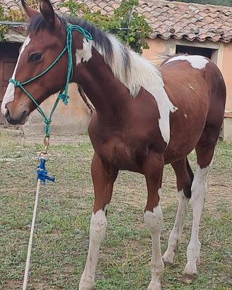 Cavalli / puledri e colori