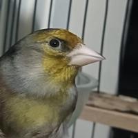 Incardellato di passata