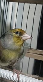 Incardellato di passata