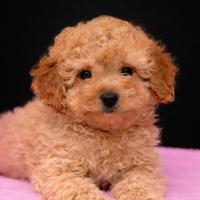 Barboncino nano femmina