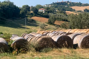 Terreno Agricolo