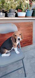 Cucciolo beagle