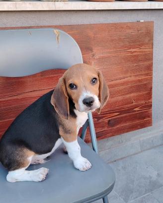 Cucciolo beagle