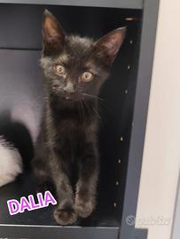 Gattina nera in adozione