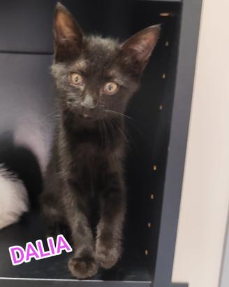 Gattina nera in adozione