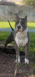amstaff blue per monta 