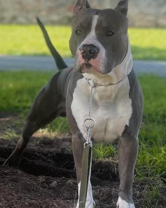 amstaff blue per monta 