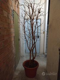 pianta arredo