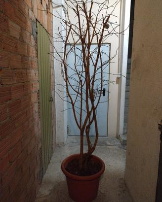 pianta arredo