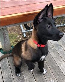 Pastore belga malinois