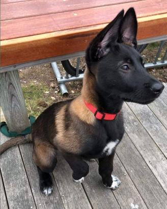 Pastore belga malinois