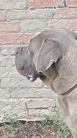 Cane corso maschio formentino con pedigree