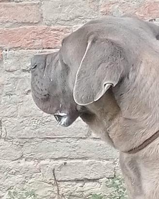 Cane corso maschio formentino con pedigree