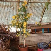 Mimosa alta 2 metri e 20 