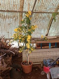 Mimosa alta 2 metri e 20 
