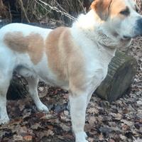 ALABAI monta pedigree