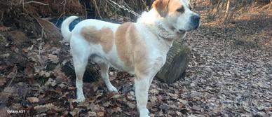 ALABAI monta pedigree