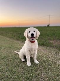Golden Retriever cuccioli pronti