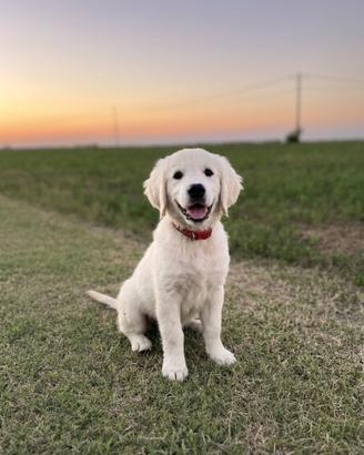 Golden Retriever cuccioli pronti