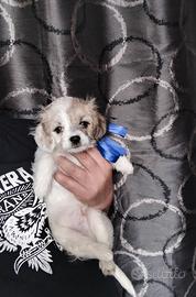 Chihuahua maltese cuccioli