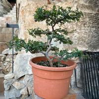 Bonsai Olmo Cinese