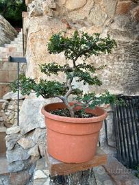 Bonsai Olmo Cinese