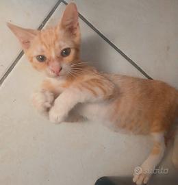Bellissime Gattine Rosse