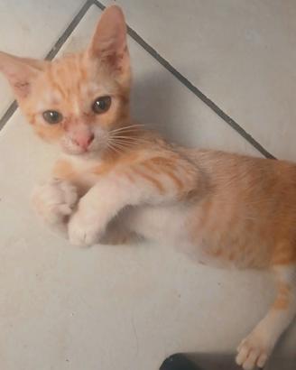 Bellissime Gattine Rosse