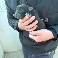 Cuccioli di cane corso