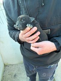 Cuccioli di cane corso