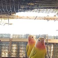 Inseparabili roseicollis