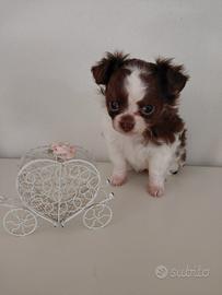 Chihuahua femmina