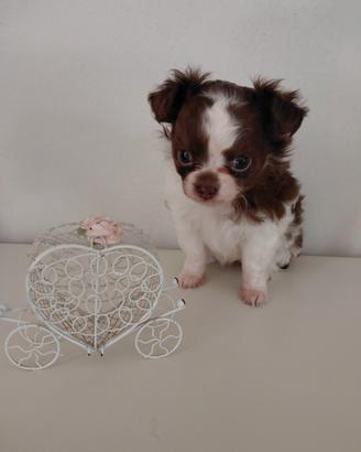 Chihuahua femmina