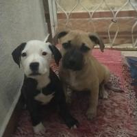 Cucciole di amstaff e Dogo delle Canarie