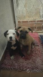 Cucciole di amstaff e Dogo delle Canarie