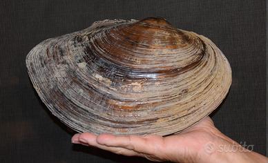 Sinanodonta vongola d'acqua dolce filtro naturale