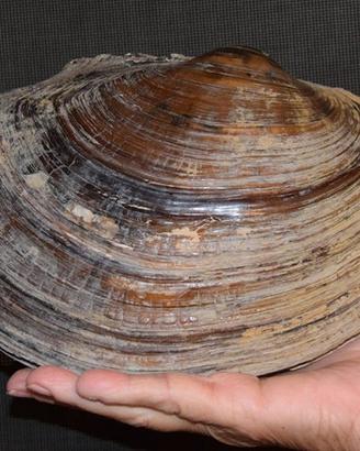 Sinanodonta vongola d'acqua dolce filtro naturale