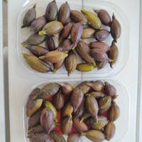 finger limes