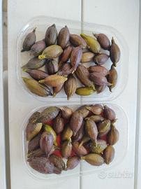 finger limes