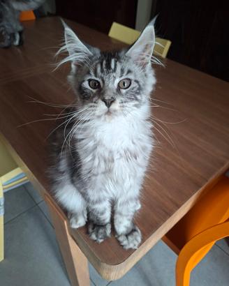 maschio maine coon, alta genealogia, 4 mesi