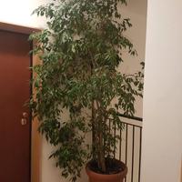 Ficus Benjamin