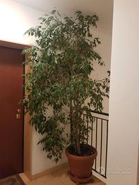 Ficus Benjamin