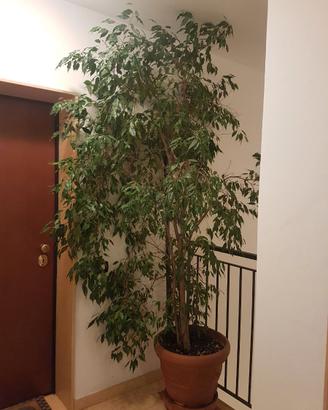Ficus Benjamin