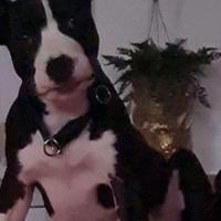 Amstaff puri