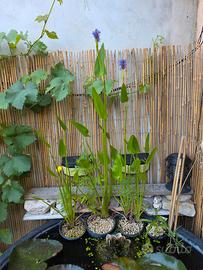 Pontederia cordata